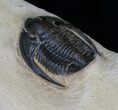 Moroccan Cornuproetus Trilobite - / Inches #4083-1
